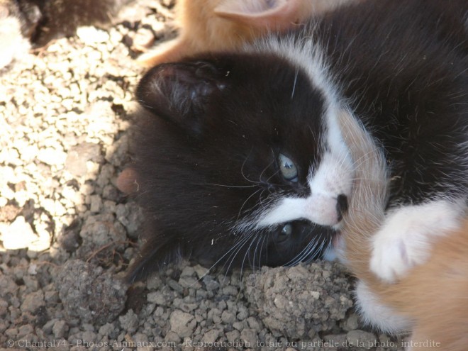 Photo de Chat domestique