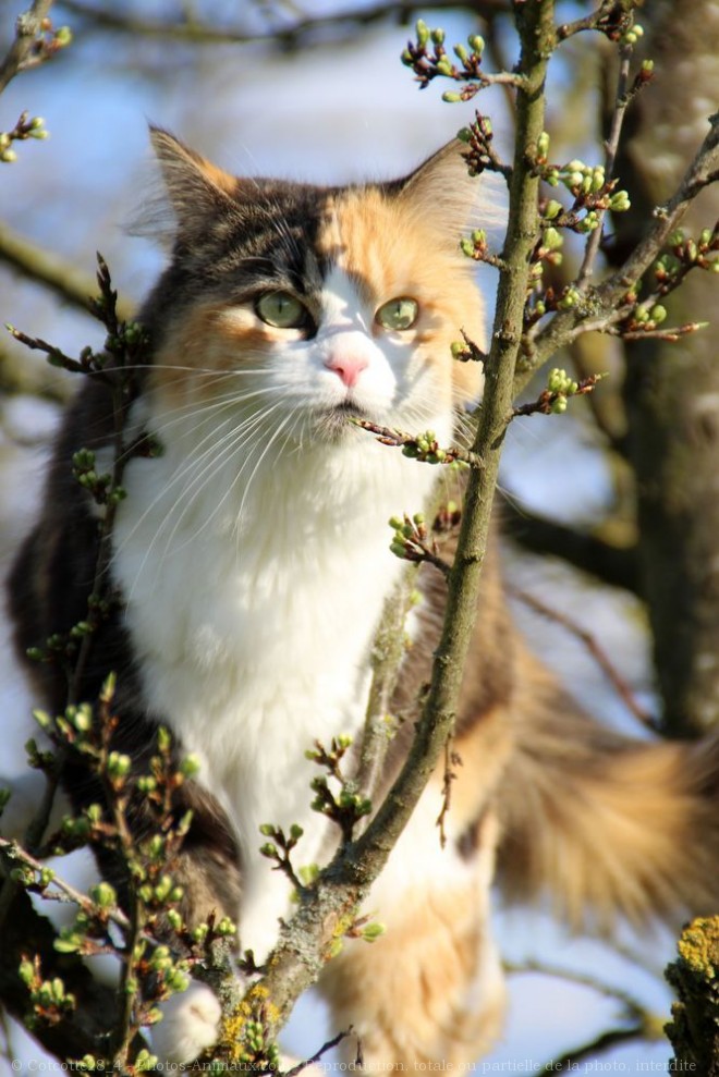 Photo de Chat domestique