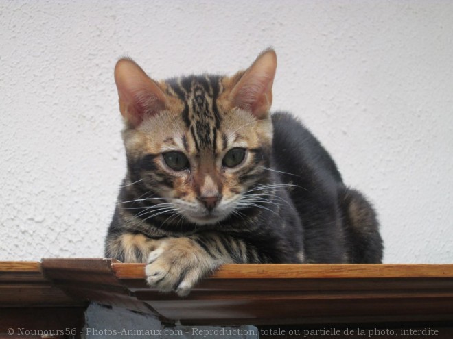 Photo de Bengal