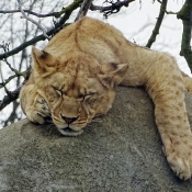 Photo de Lion