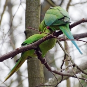 Photo de Perruche  collier