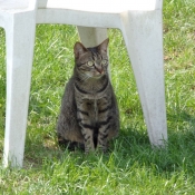 Photo de Chat domestique