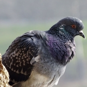 Photo de Pigeon