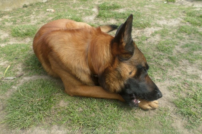 Photo de Berger belge malinois