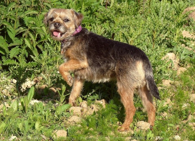 Photo de Border terrier