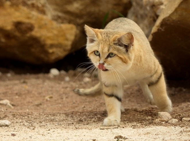 Photo de Chat des sables