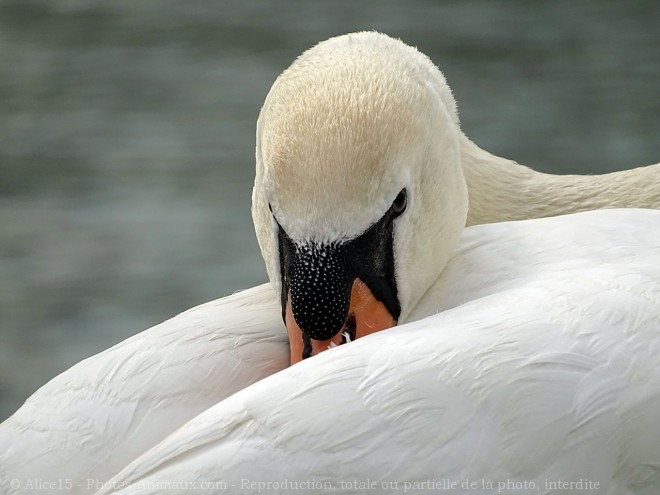 Photo de Cygne