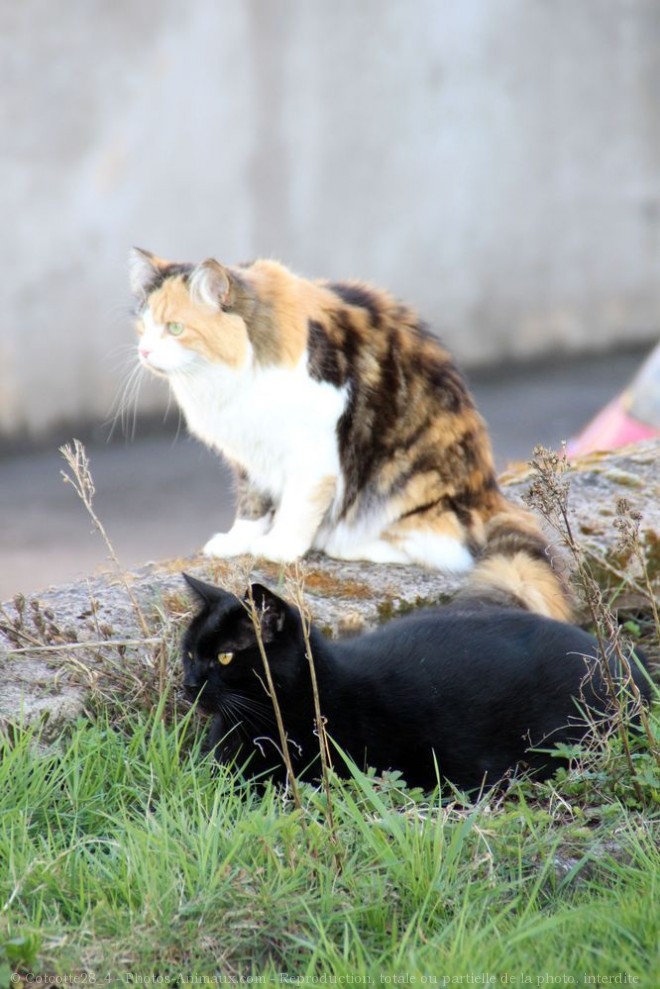 Photo de Chat domestique