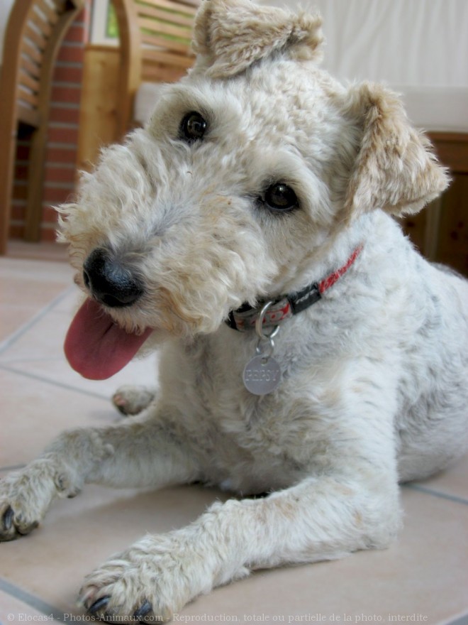 Photo de Fox terrier  poil dur