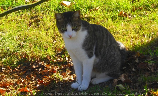 Photo de Chat domestique