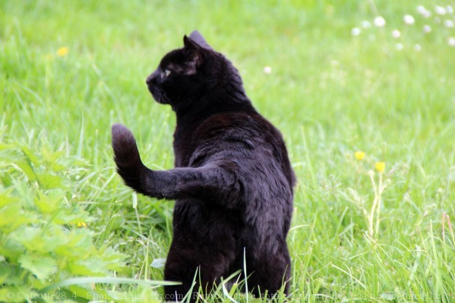 Photo de Chat domestique