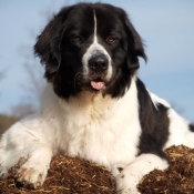 Photo de Landseer (type continental europen)