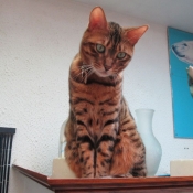 Photo de Bengal