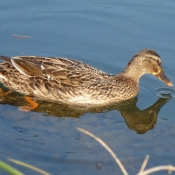 Photo de Canard colvert