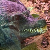 Photo de Crocodile