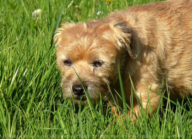 Photo de Border terrier