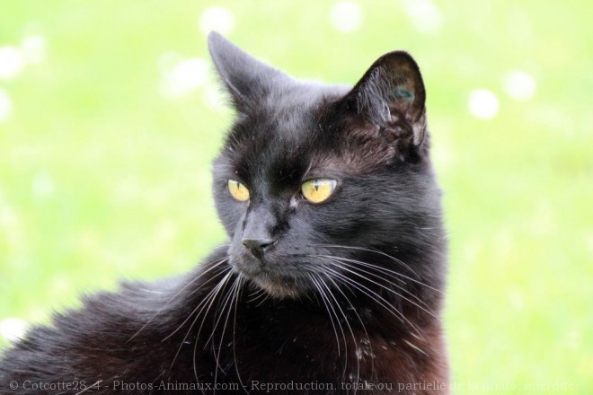 Photo de Chat domestique