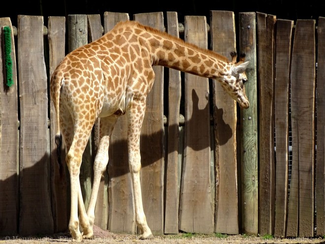 Photo de Girafe