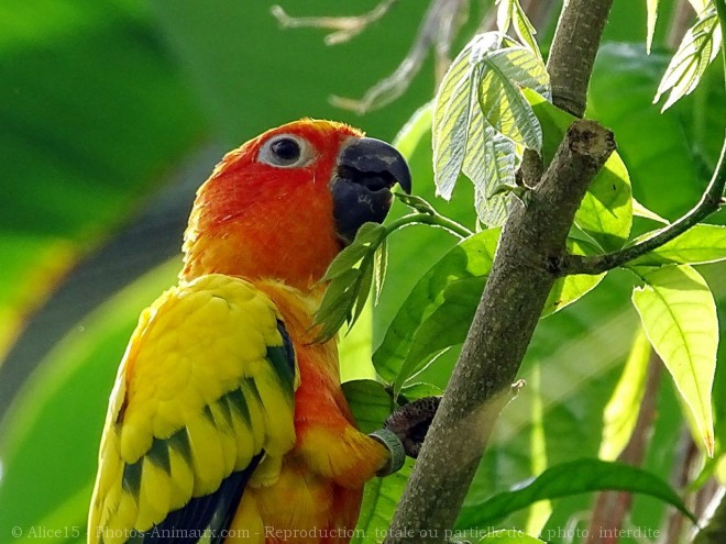 Photo de Conure soleil