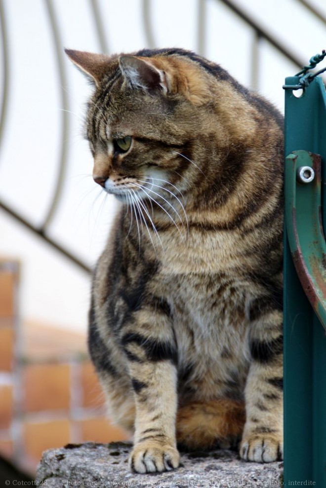 Photo de Chat domestique