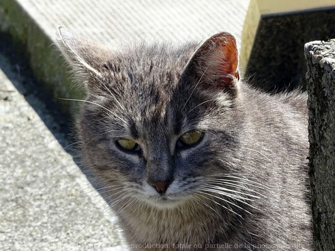 Photo de Chat domestique