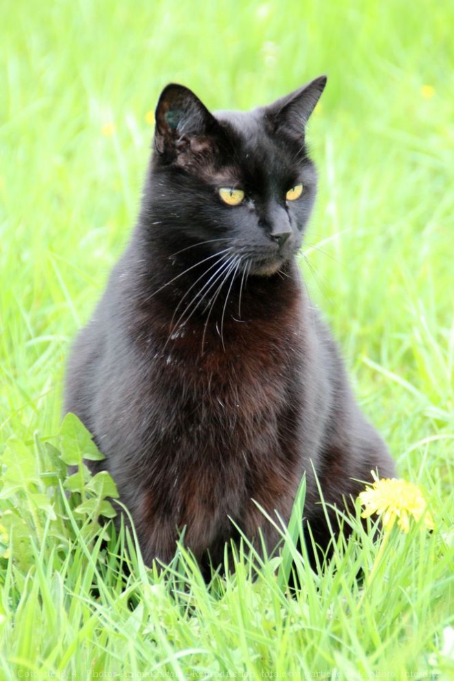 Photo de Chat domestique