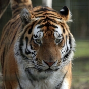 Photo de Tigre