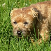 Photo de Border terrier