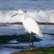 Photo d'Aigrette