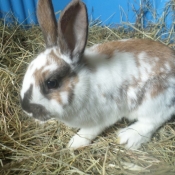 Photo de Lapin