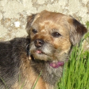 Photo de Border terrier