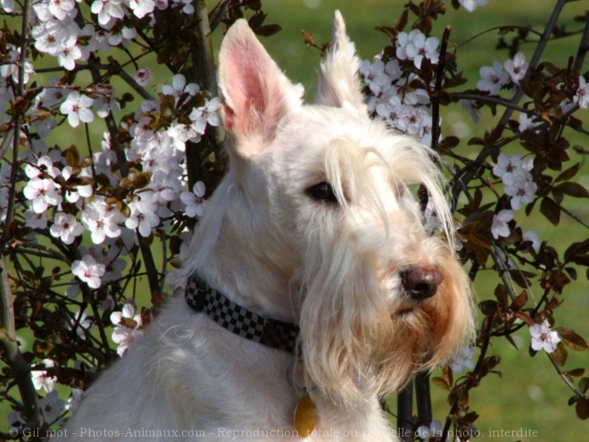 Photo de Scottish terrier