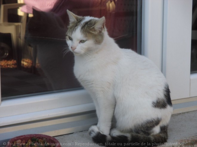 Photo de Chat domestique