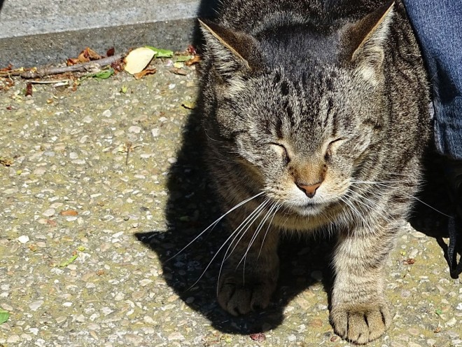 Photo de Chat domestique