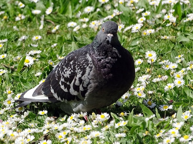 Photo de Pigeon