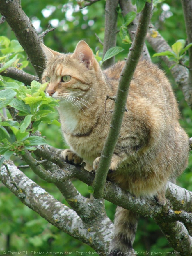 Photo de Chat domestique