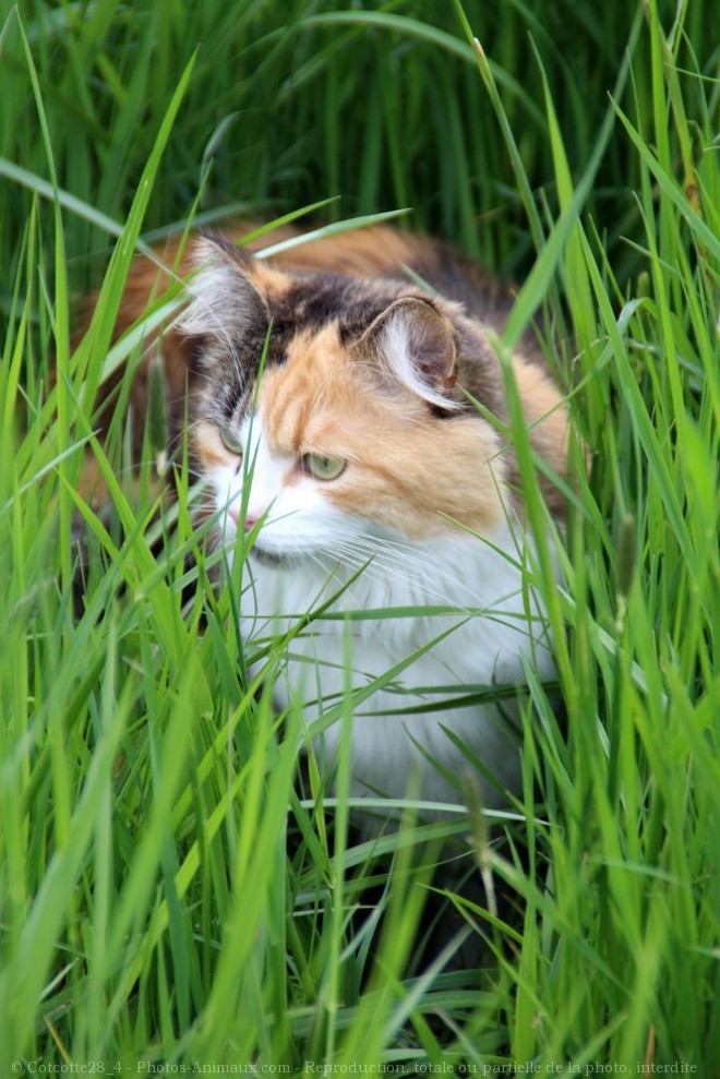 Photo de Chat domestique