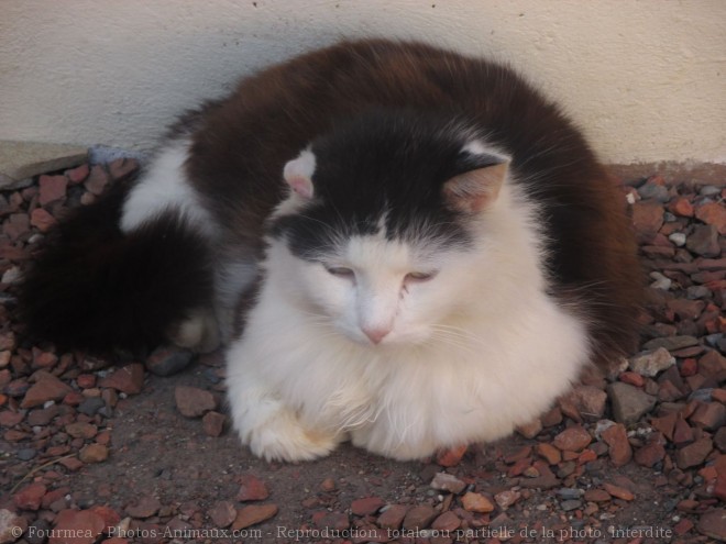 Photo de Chat domestique