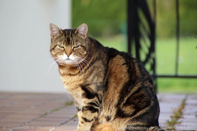 Photo de Chat domestique