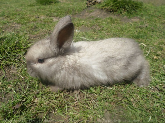 Photo de Lapin