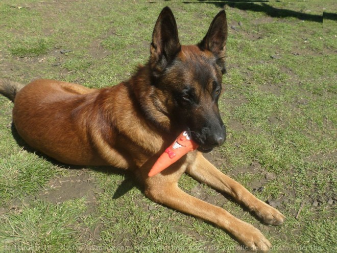 Photo de Berger belge malinois