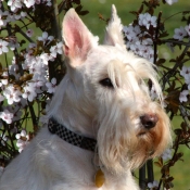 Photo de Scottish terrier