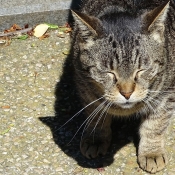 Photo de Chat domestique