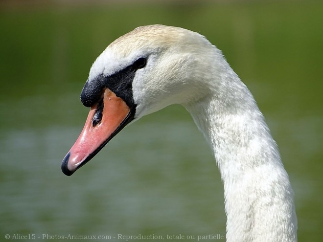 Photo de Cygne