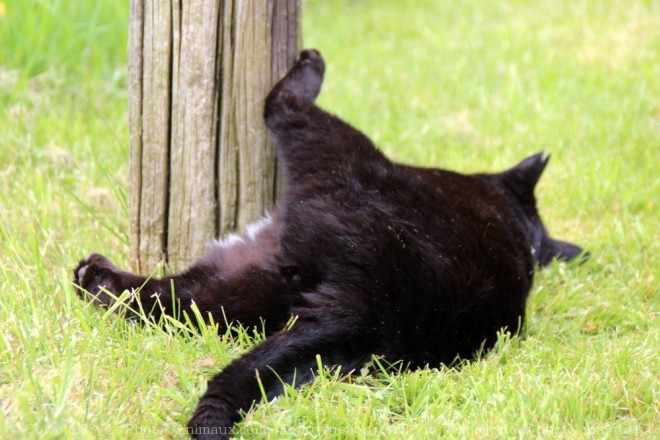 Photo de Chat domestique