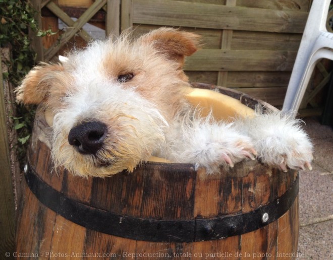 Photo de Fox terrier  poil dur