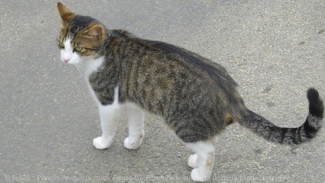 Photo de Chat domestique