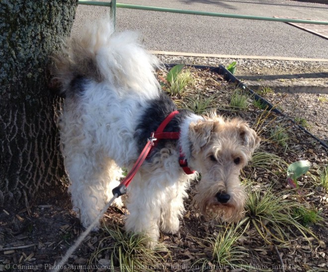 Photo de Fox terrier  poil dur