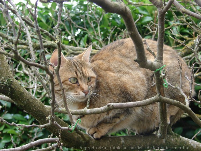 Photo de Chat domestique