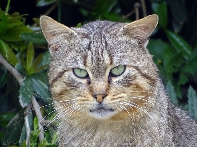 Photo de Chat domestique